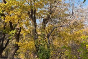 فصل پاییز در جلفا